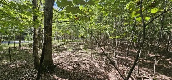 a view of forest