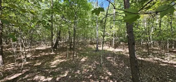 a view of forest