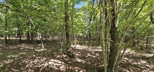 a view of forest