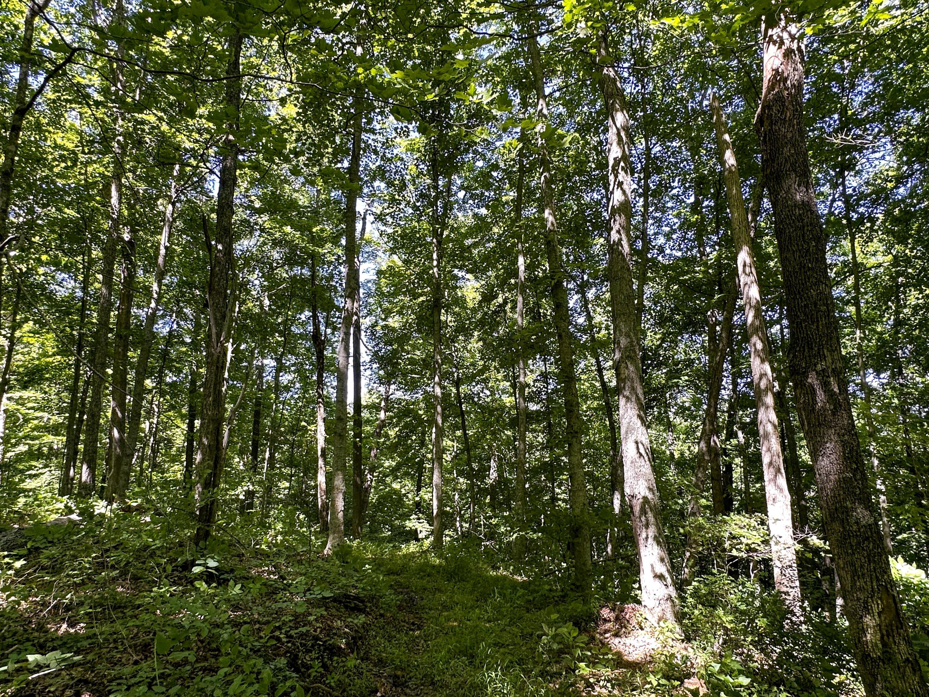 1725 Hull Road, Unit TRACT 4 WOODS WAYNE FOREST) Patriot, OH 45658 - Photo 41 of 45 20240607_150620387_iOS