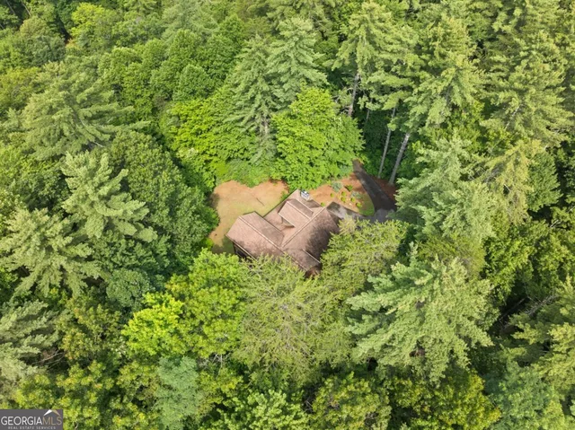 a view of a lush green forest with a mountain