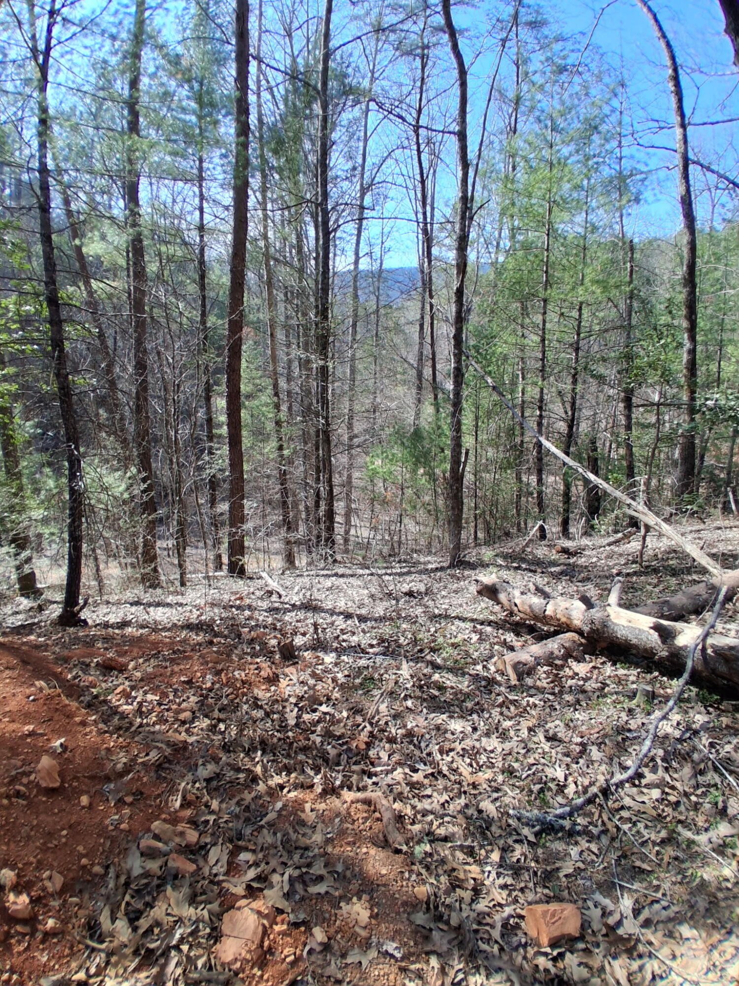 0 Tinker Branch Road Reliance, TN 37369 - Photo 5 of 17