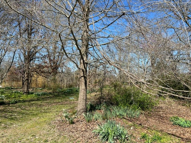 8888 Arnold Road Christiana, TN 37037 - Photo 13 of 15 Gallery Image 13
