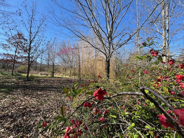8888 Arnold Road Christiana, TN 37037 - Photo 5 of 15 Gallery Image 5