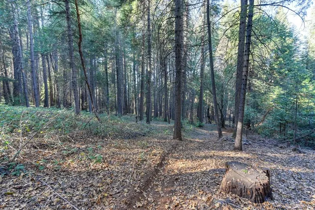 a view of a park with large trees