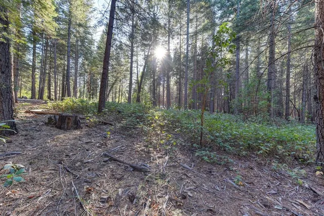 a view of a city with lush green forest