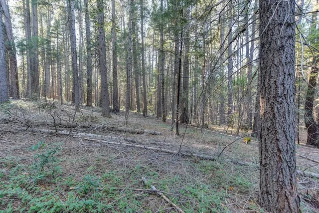a view of a yard with plants and trees