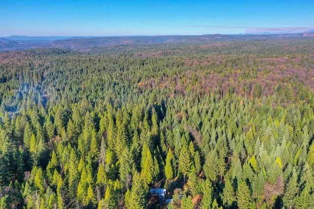 a view of a forest with trees in the background