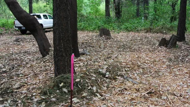 a view of a yard with large trees