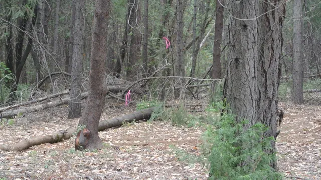 a close up of a plant in a garden