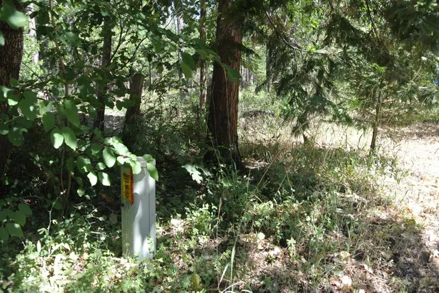 a view of a yard with plants and trees