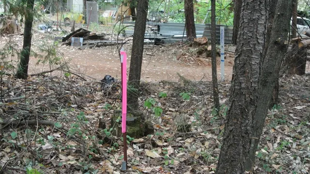 a view of a forest filled with trees