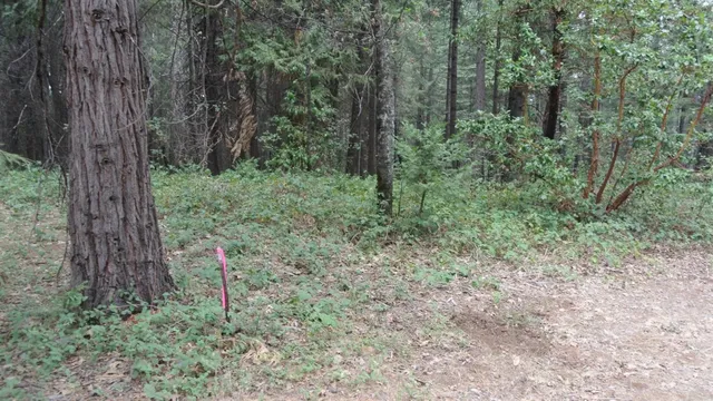 a backyard of a house with lots of green space and plants