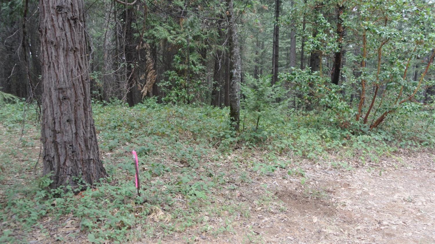 24825 Harrison Street Foresthill, CA 95631 - Photo 42 of 47