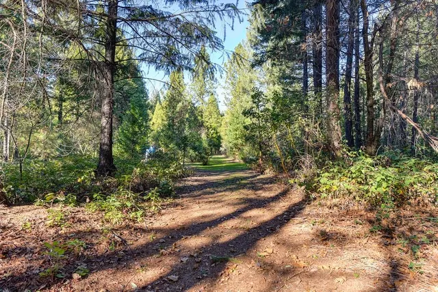 a view of a yard with large trees