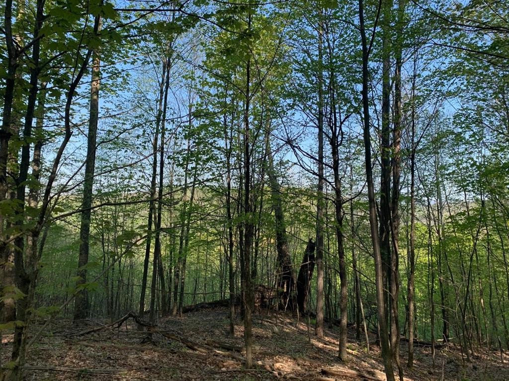 John B Hewitt Spur Denver, NY 12421 - Photo 4 of 6