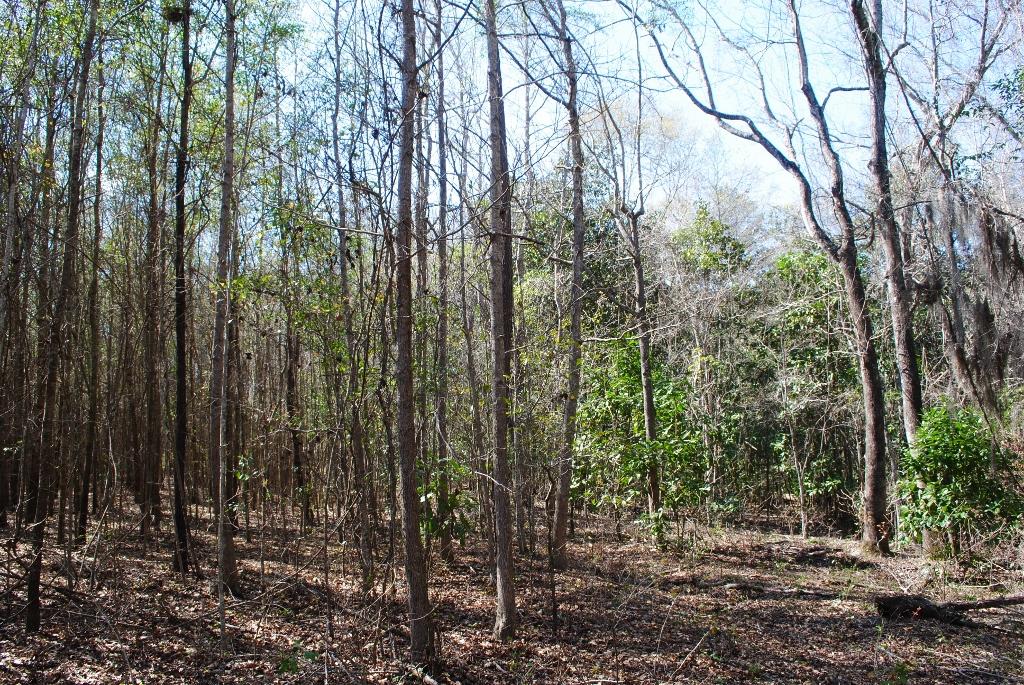 1047 Lee Road Pembroke, GA 31321 - Photo 69 of 120 DSC_0681 (1024x685)