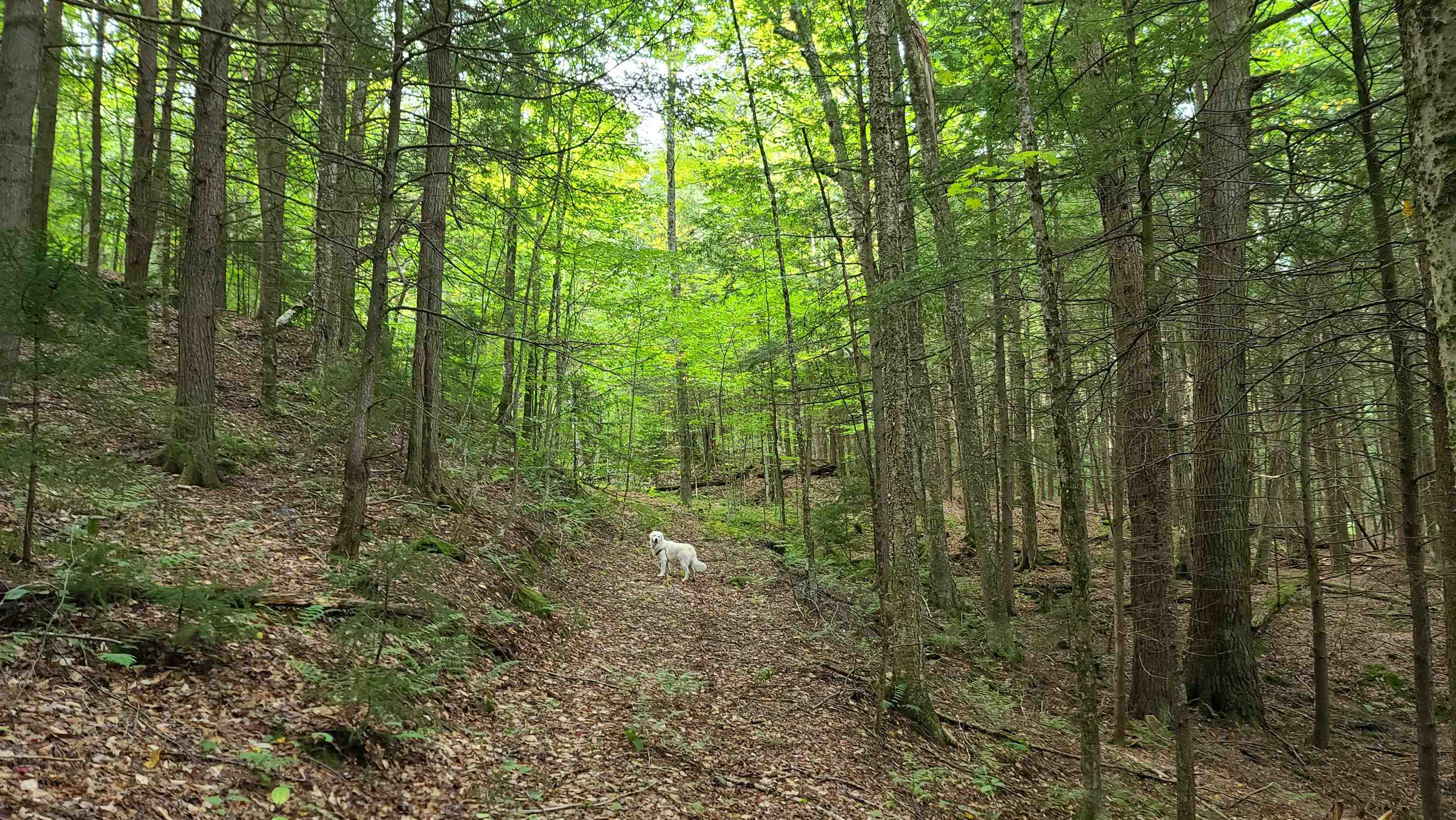 1894 Symonds Mill Road Wolcott, VT 05680 - Photo 1 of 6