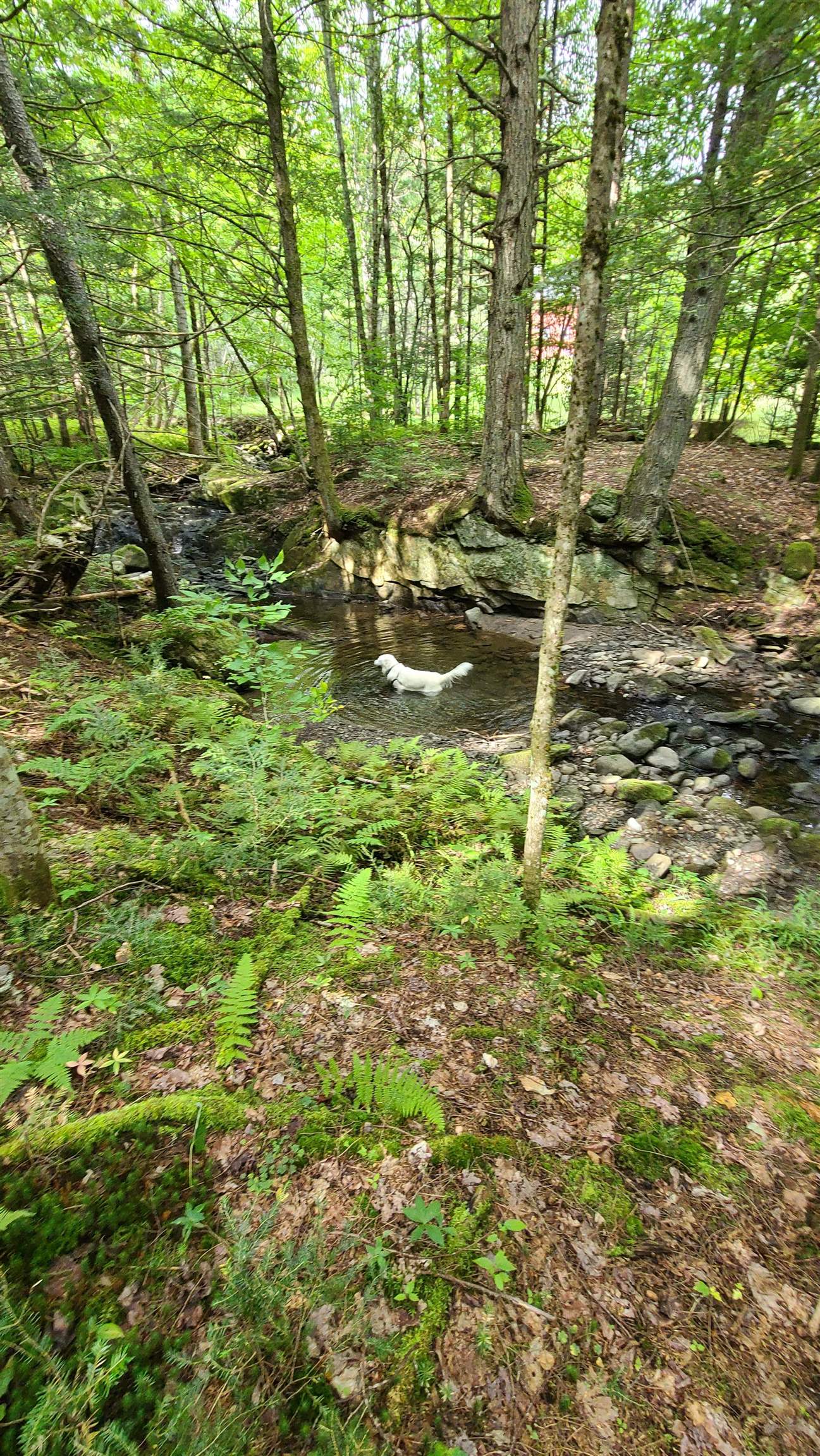 1894 Symonds Mill Road Wolcott, VT 05680 - Photo 3 of 6