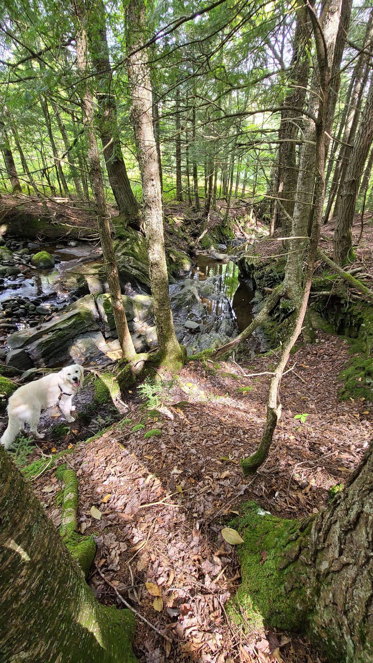 1894 Symonds Mill Road Wolcott, VT 05680 - Photo 4 of 6