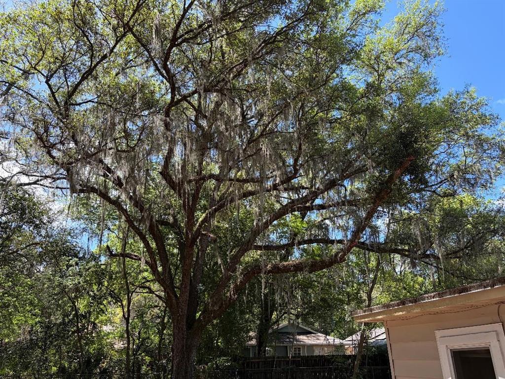 1623 Southeast 3rd Avenue Gainesville, FL 32641 - Photo 6 of 17 a backyard of a house with lots of green space