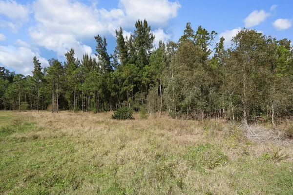 a view of a dry yard with trees