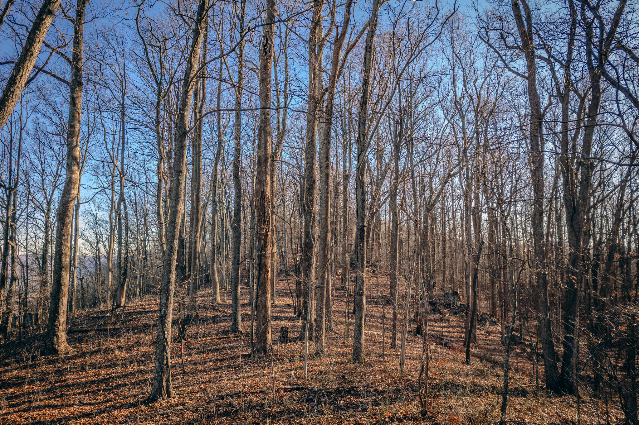 0 Glade Creek Road Roanoke, VA 24012 - Photo 14 of 21 a view of a backyard with sitting area