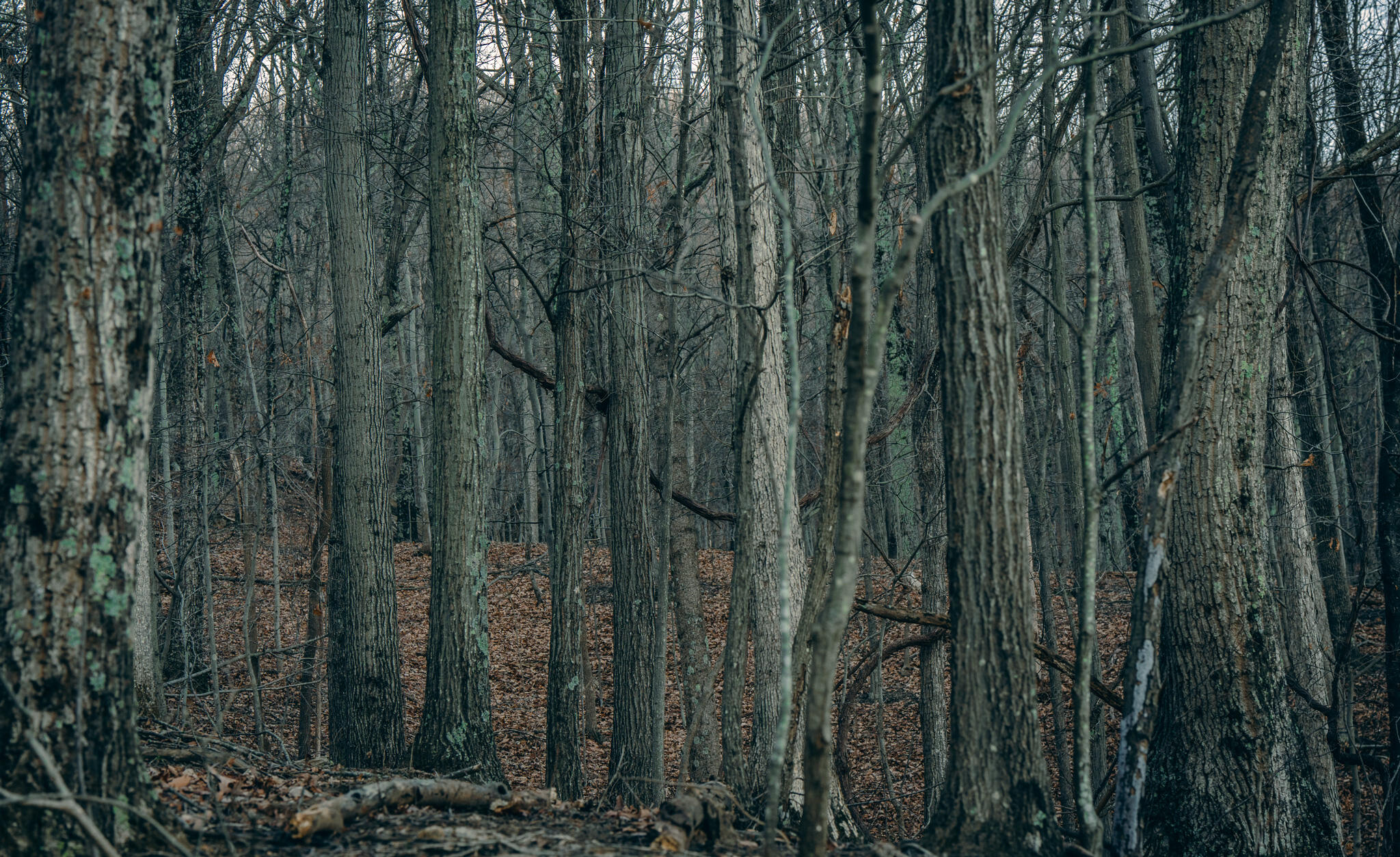 0 Glade Creek Road Roanoke, VA 24012 - Photo 8 of 21