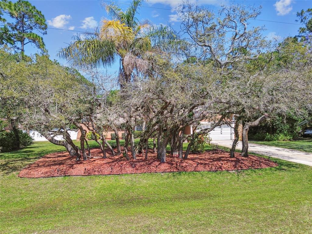 6938 Coronet Drive New Port Richey, FL 34655 - Photo 47 of 49 a view of a park with large trees