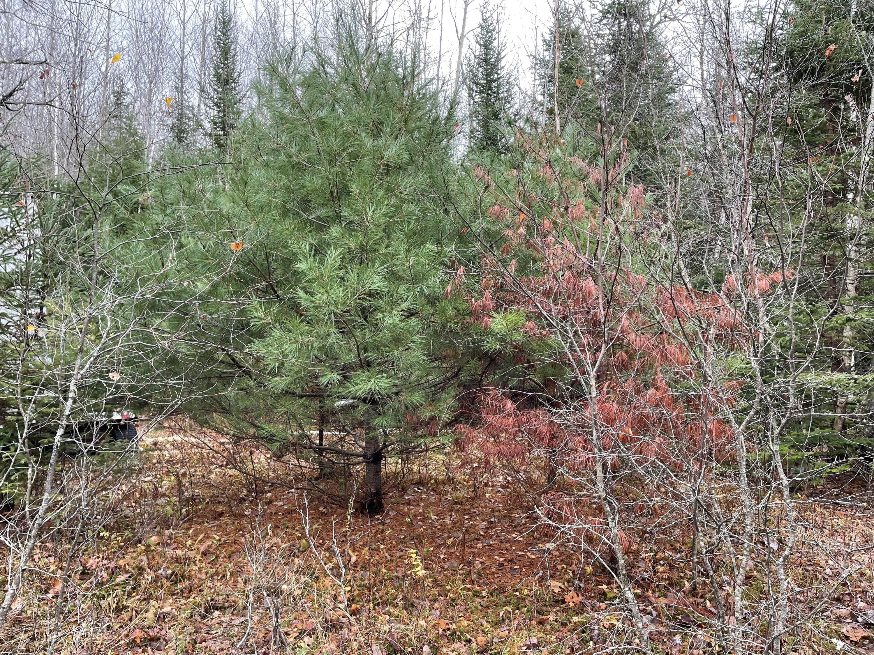 194 East Gulch Road Thorndike, ME 04986 - Photo 10 of 19 194 Gulch Road