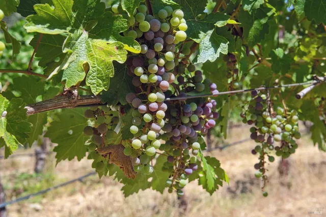 a view of a swimming pool with a yard and mountain view