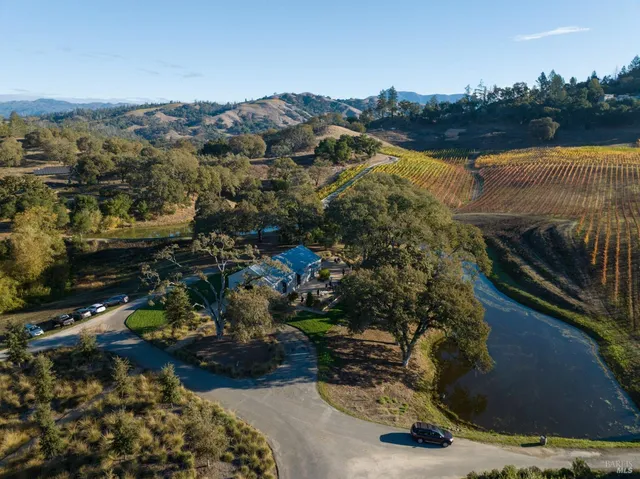 a view of a yard with plants and a large tree