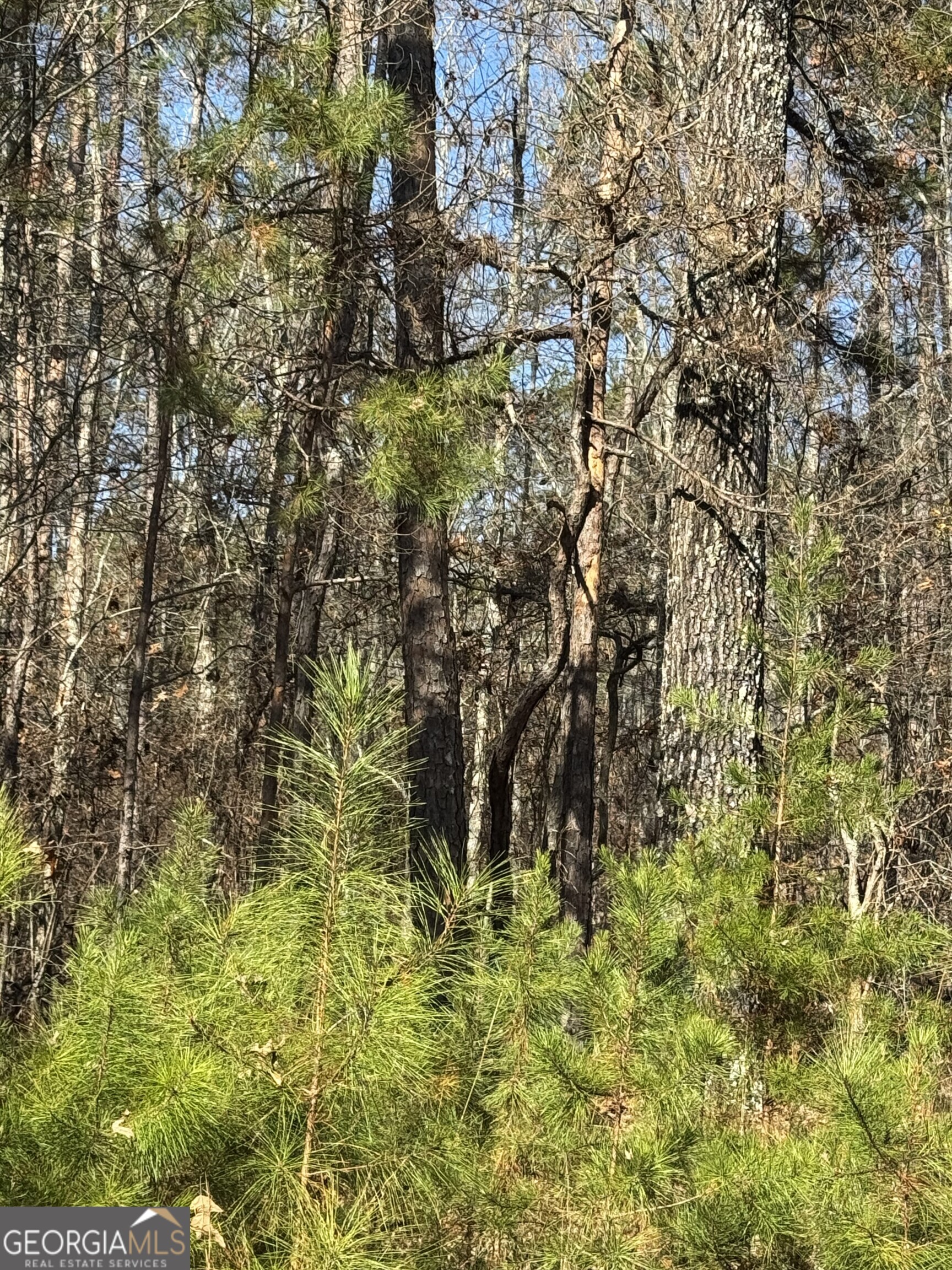 0 Arrowhead Drive Delta, AL 36258 - Photo 5 of 14