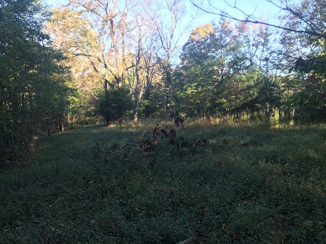 0 Tank Hill Road Erin, TN 37061 - Photo 3 of 7 Gallery Image 3
