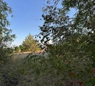 a view of a tree in a yard