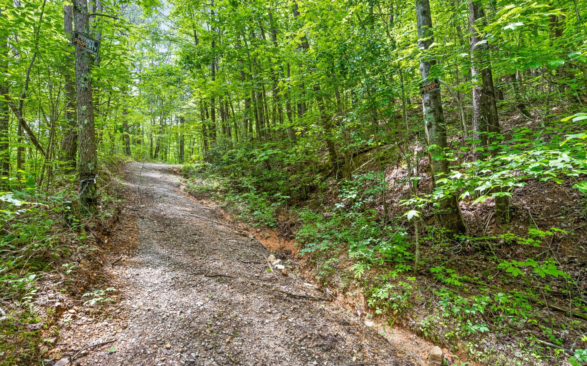 0 East Brow Road Chattanooga, TN 37415 - Photo 12 of 31 a view of a yard with plants and large trees