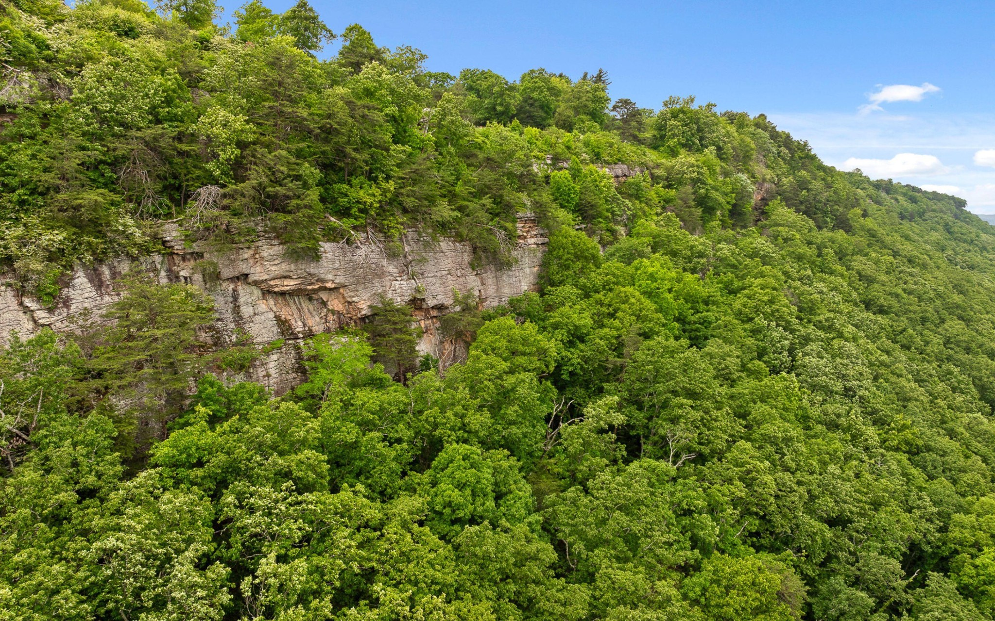 0 East Brow Road Chattanooga, TN 37415 - Photo 8 of 31 a view of a lush green forest with lots of trees