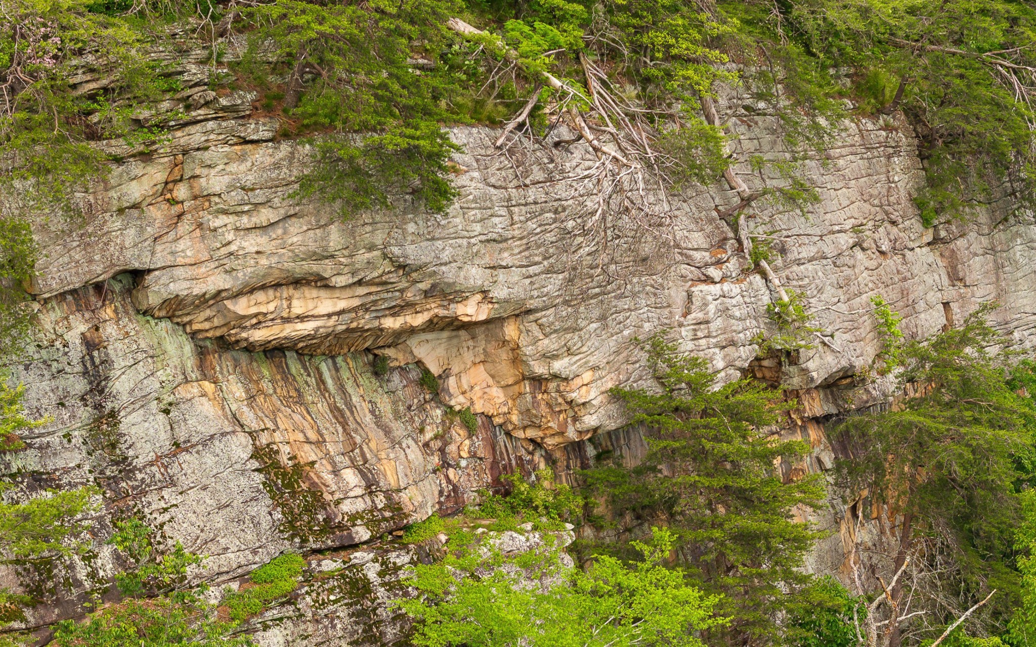 0 East Brow Road Chattanooga, TN 37415 - Photo 9 of 31 a view of a tree