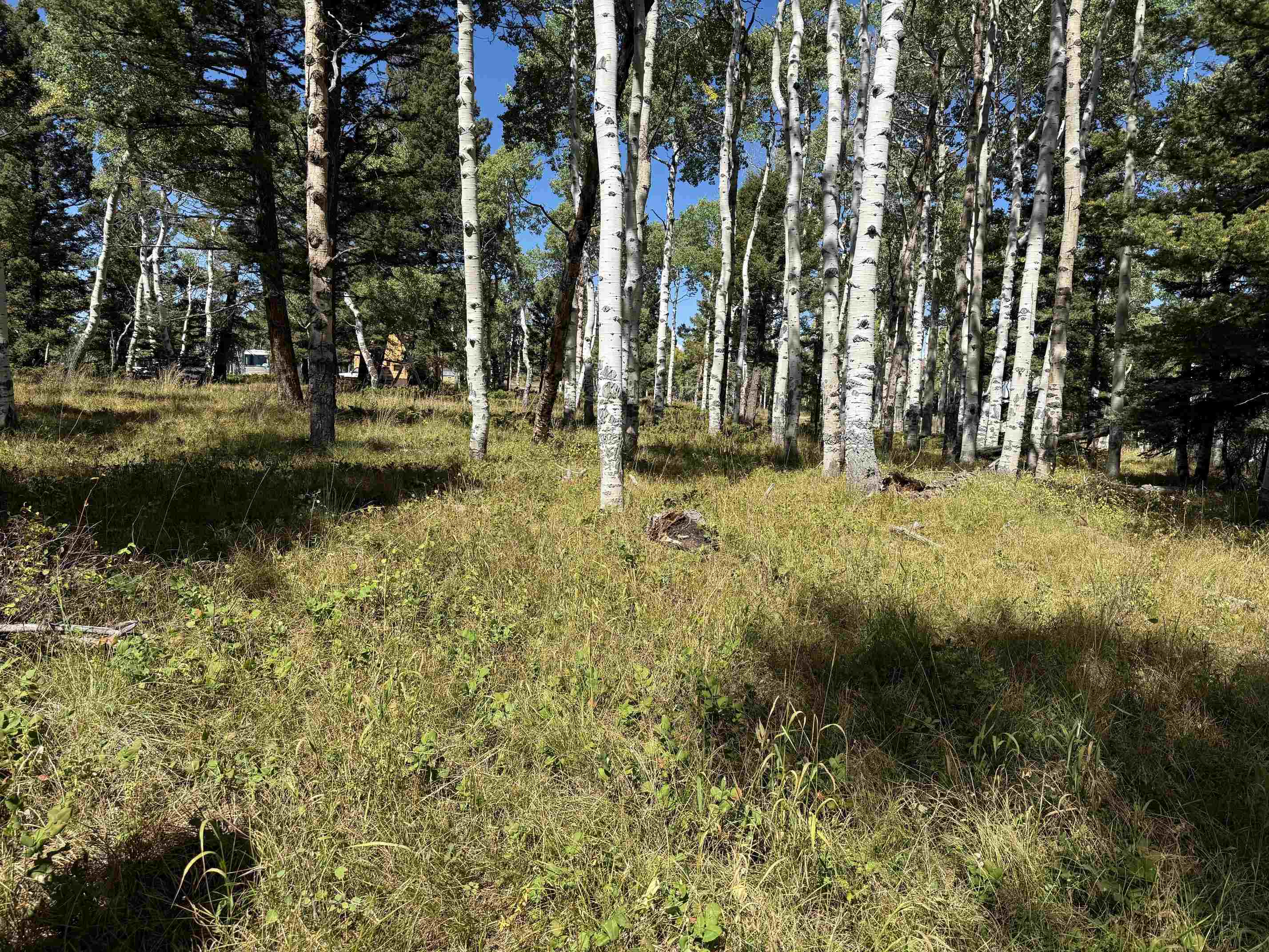 121 Ridge Road Cimarron, CO 81220 - Photo 3 of 13