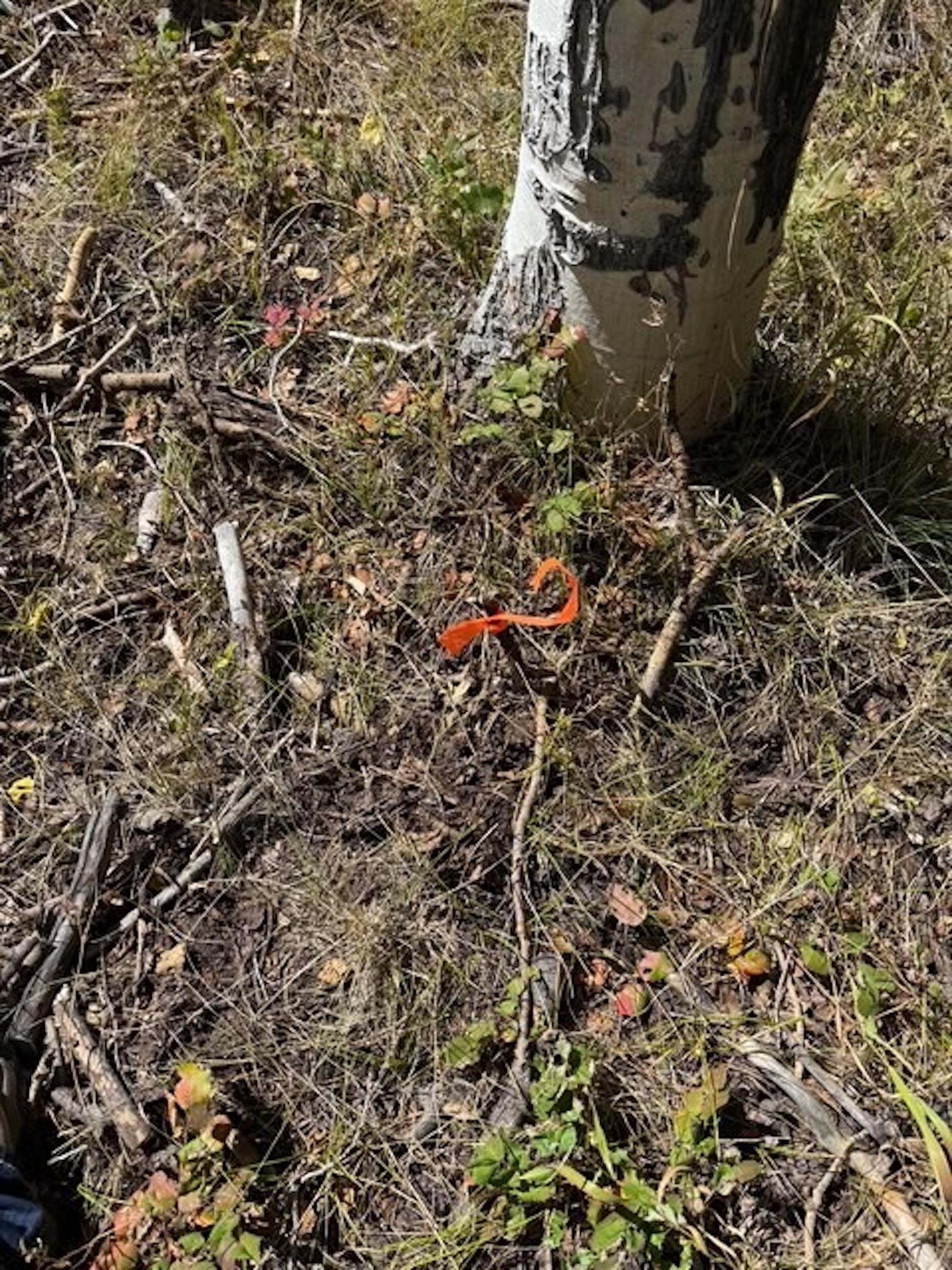 121 Ridge Road Cimarron, CO 81220 - Photo 4 of 13