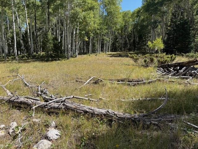 121 Ridge Road Cimarron, CO 81220 - Photo 5 of 13