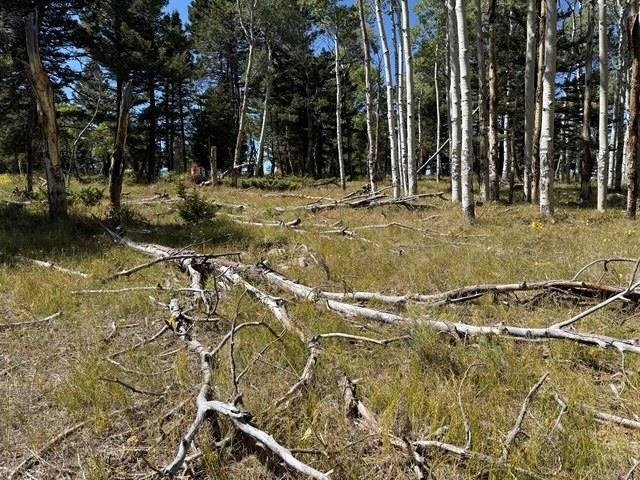 121 Ridge Road Cimarron, CO 81220 - Photo 6 of 13