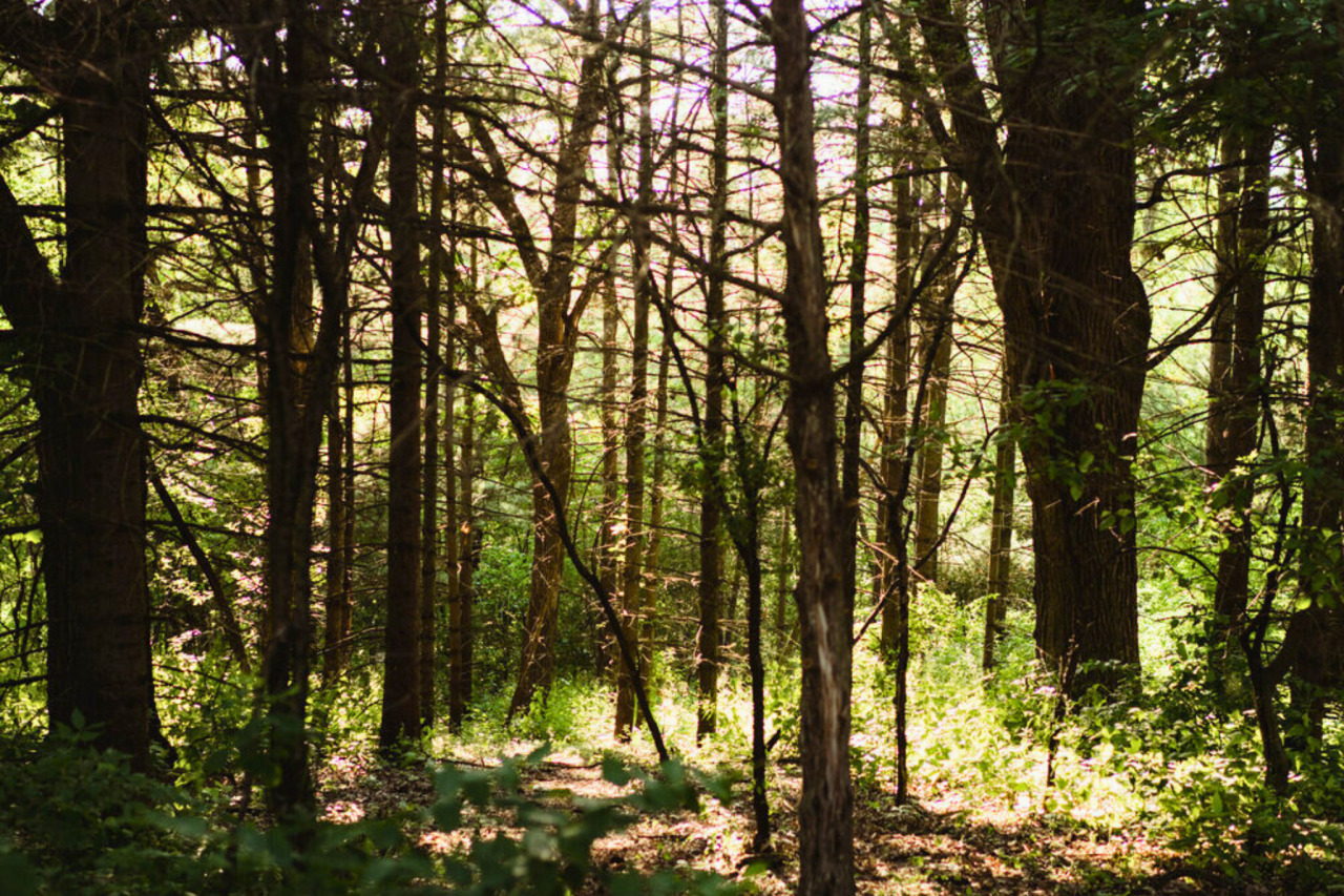 N3075 Hardscrabble Road Palmyra, WI 53156 - Photo 39 of 44 Tranquil Setting