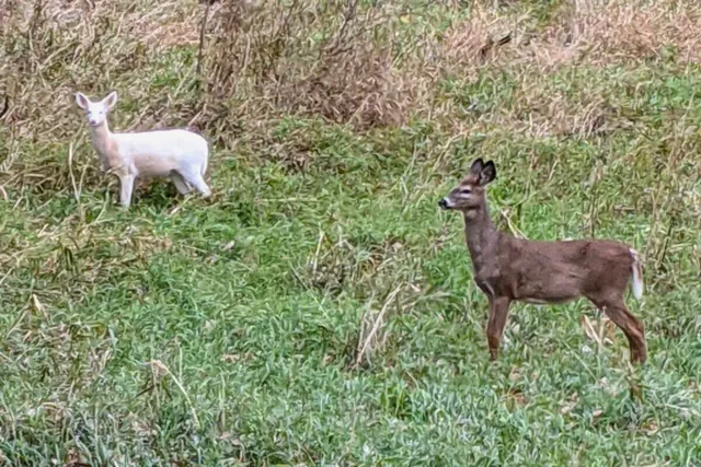 $1,900,000 | N3075 Hardscrabble Road, Palmyra, WI 53156