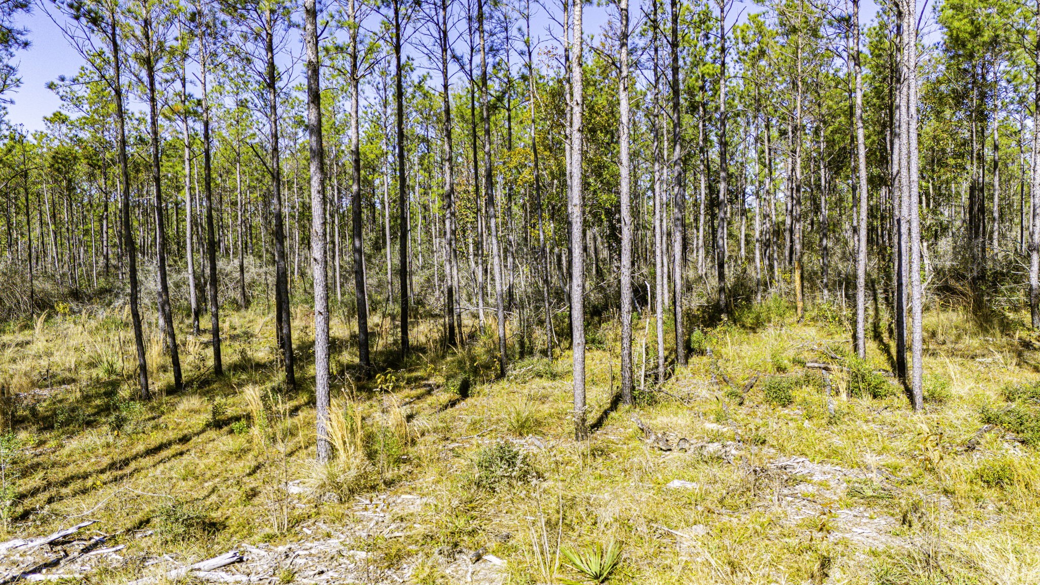 25 Magnolia Ranch Road Onalaska, TX 77360 - Photo 15 of 18 a view of small yard