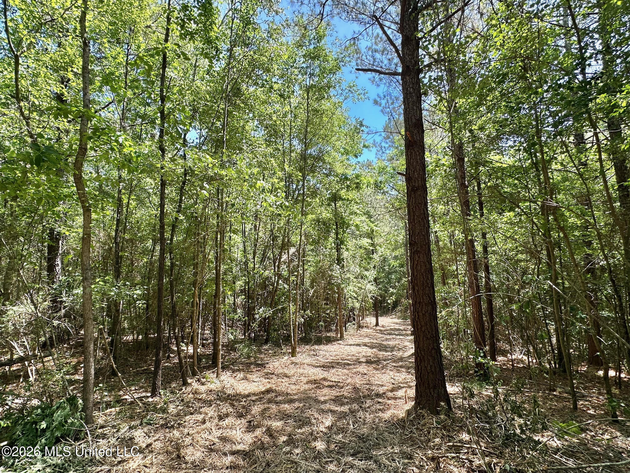 0 Mcnair Springs Road Magee, MS 39111 - Photo 4 of 25 3