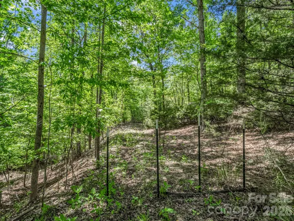 a view of forest