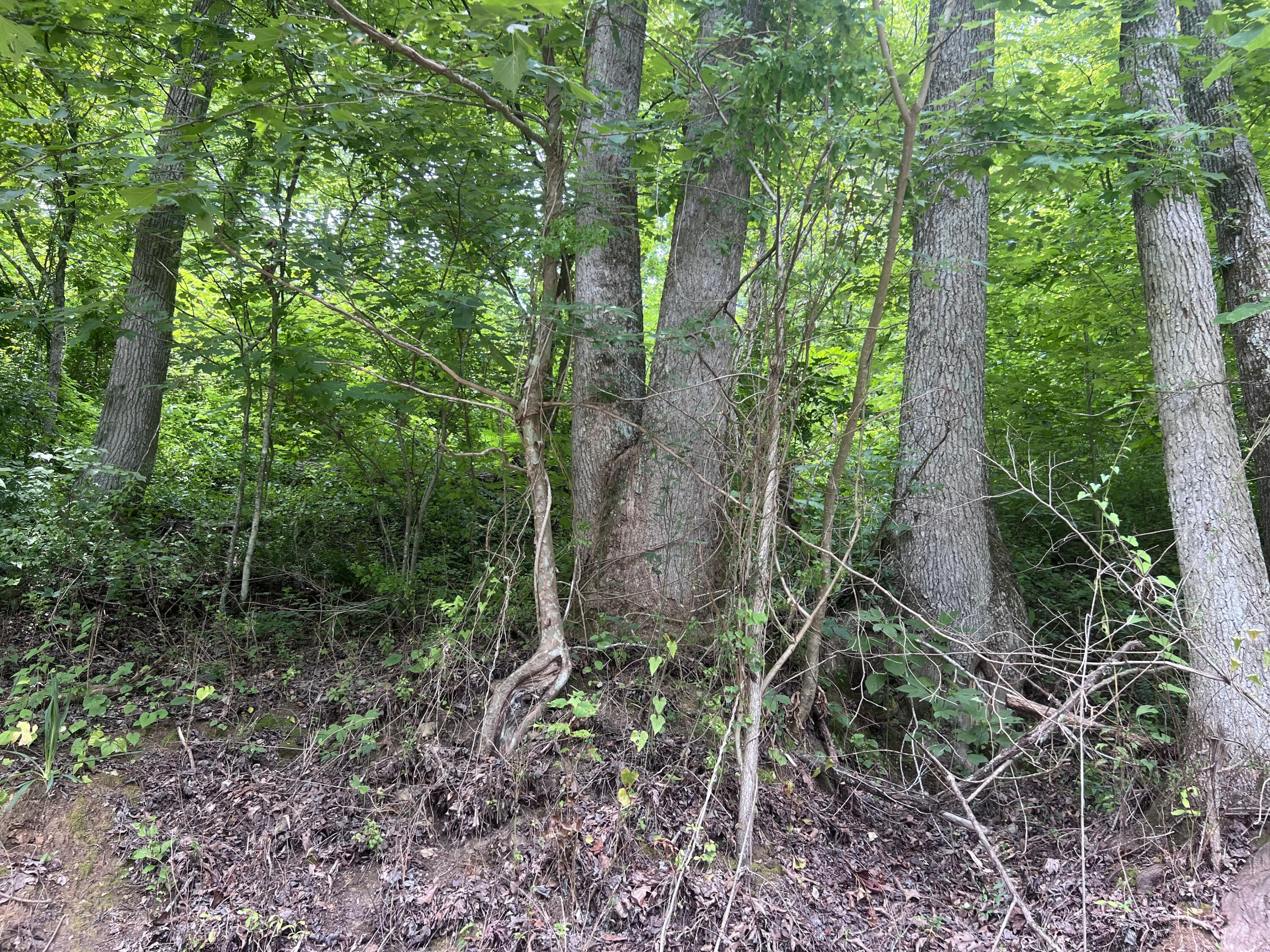 89 Branch Connector Rd Flat Flat Lick, KY 40935 - Photo 2 of 4 IMG_1262