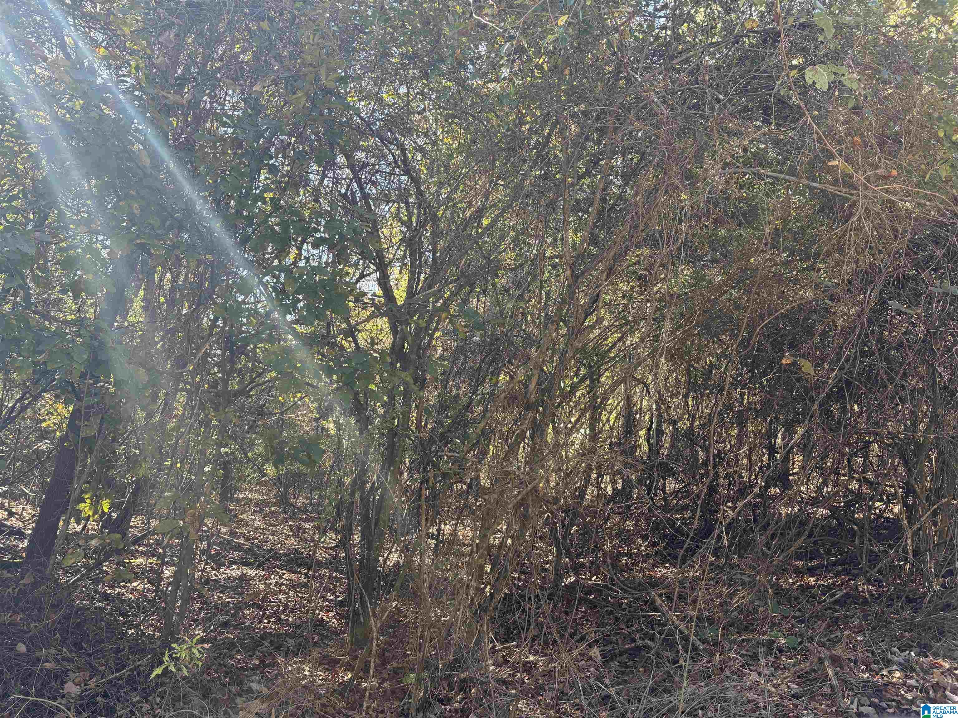 329 County Road, Unit 1 Wedowee, AL 36278 - Photo 5 of 5