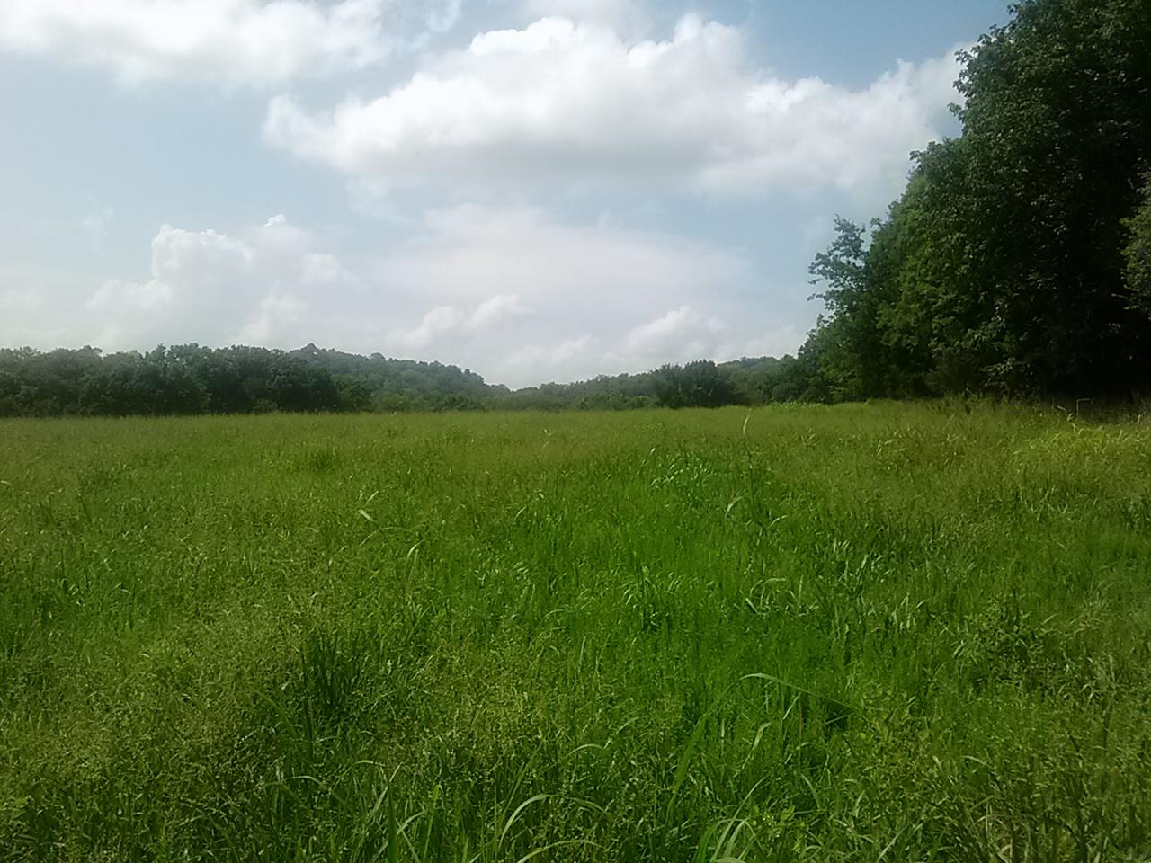 Polly Adams Road Lewisburg, TN 37091 - Photo 12 of 15 0810131436